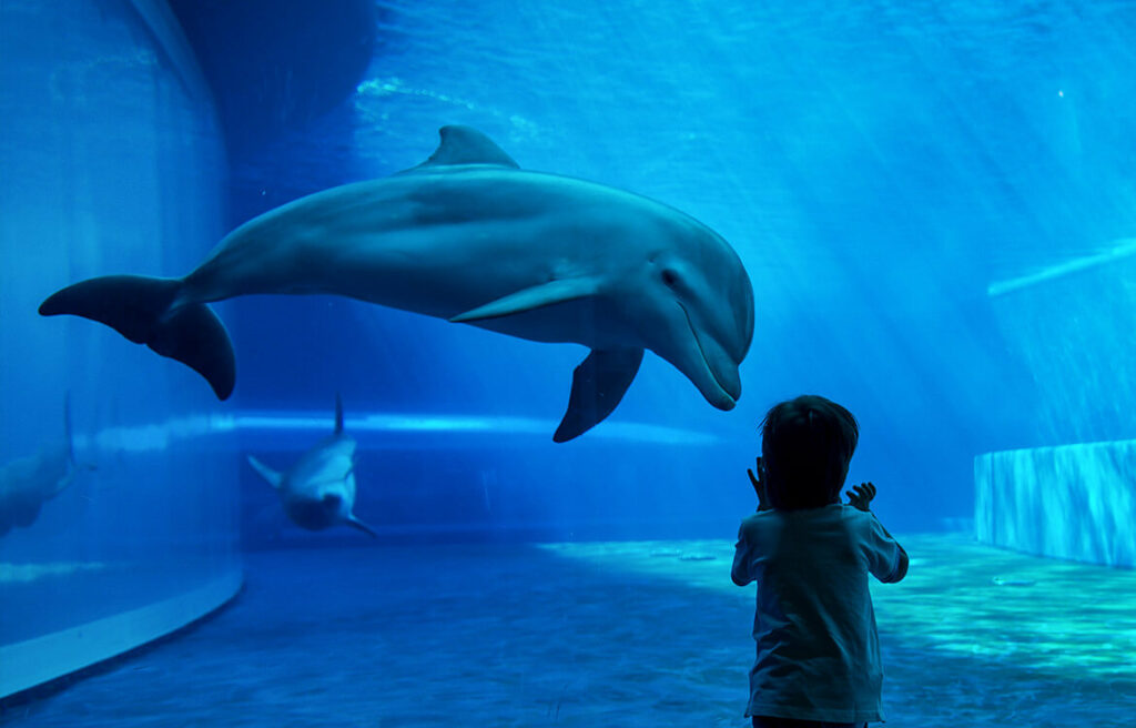 What are the Conditions  for Dolphinariums
